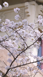 春天旅游武汉大学校园古建筑樱花季素材樱花树视频