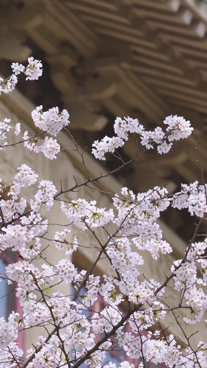 春天旅游武汉大学校园古建筑樱花季素材樱花树51秒视频