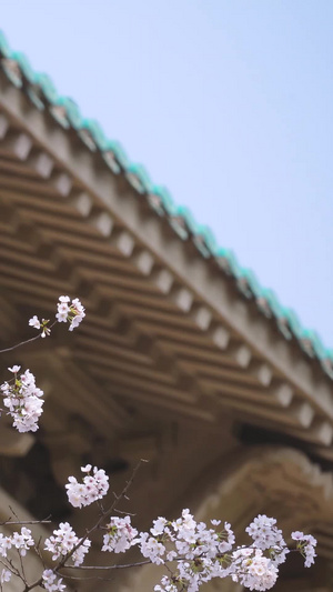 春天旅游武汉大学校园古建筑樱花季素材樱花素材51秒视频