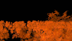 透明通道红枫树视频素材30秒视频