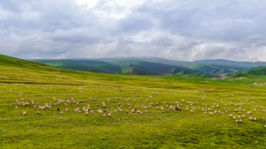 青海牧场放牧羊群航拍视频45秒视频