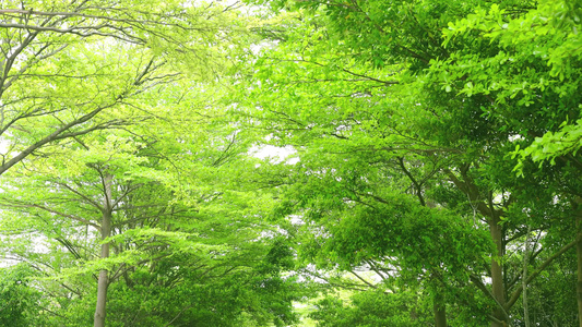 仰拍小清新绿色植物树木视频