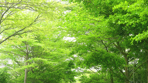 仰拍小清新绿色植物树木56秒视频