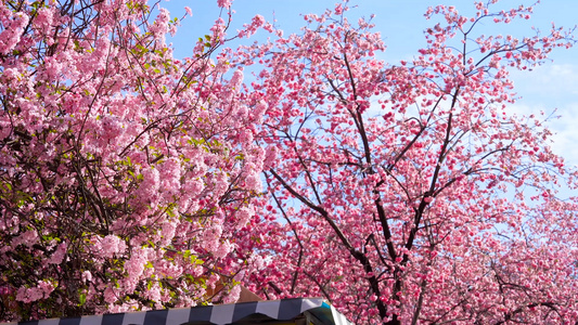 4k实拍唯美自然风光盛开的樱花视频