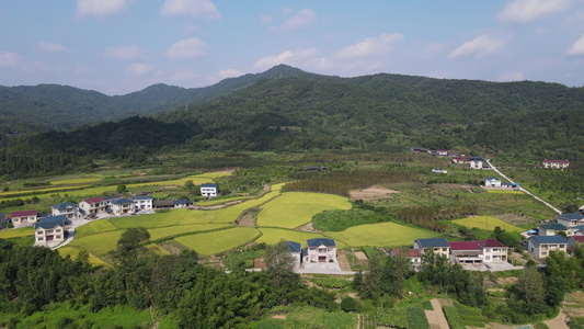 金黄稻谷田野乡村航拍视频视频