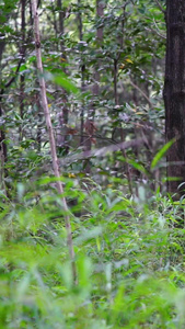 树林中奔跑的女孩天然氧吧视频