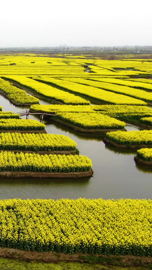 4A景点千垛风景区水上油菜花花海航拍视频江苏旅游54秒视频