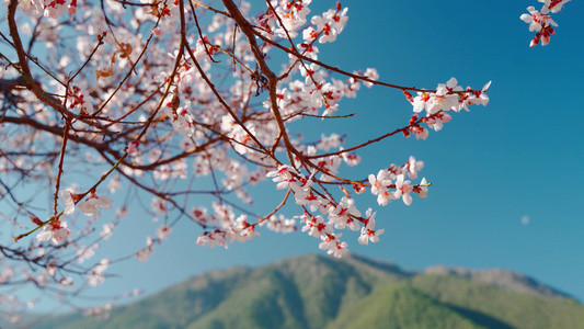 春天盛开的桃花视频