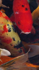 锦鲤金鱼实拍视频素材红金鱼视频