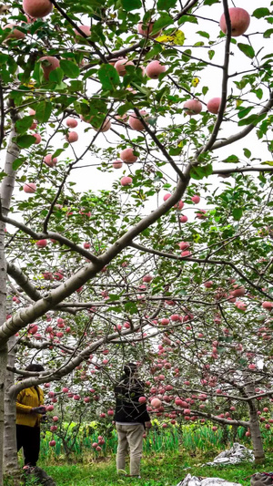 果农采摘红富士苹果延时摄影苹果收货的季节15秒视频