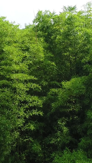 秦岭竹林航拍绿色植物44秒视频