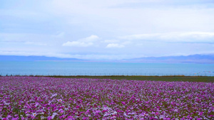 青海湖格桑花延时10秒视频