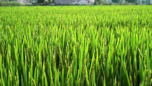 夏天里阳光下即将成熟的水稻稻穗23秒视频