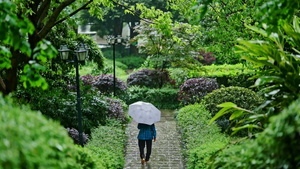 高清升格下雨天老人打伞出行53秒视频