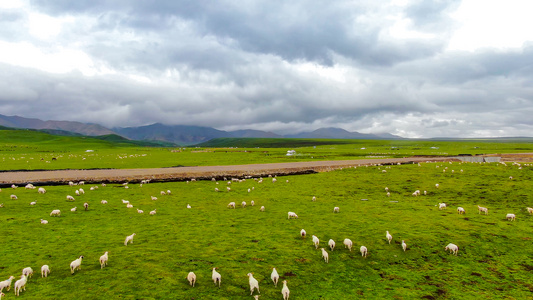 天然牧场放牧羊群航拍视频视频