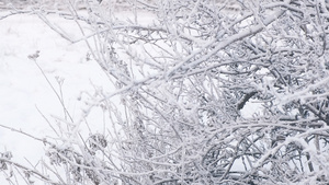 冬日大雪过后树枝上的雾凇景象24秒视频