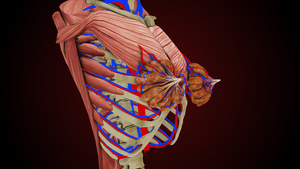 女性胸腺45秒视频