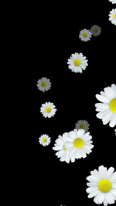 白色花朵菊花冲屏带通道舞蹈背景视频