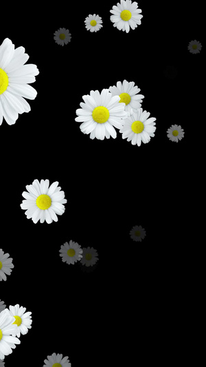 白色花朵菊花冲屏带通道花海背景29秒视频