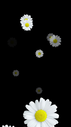 白色花朵菊花冲屏带通道花海背景29秒视频