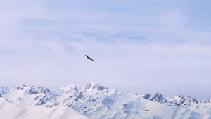 雪山上翱翔的鹰12秒视频