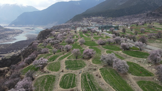 西藏林芝桃花自然风光4k航拍[藏东]视频