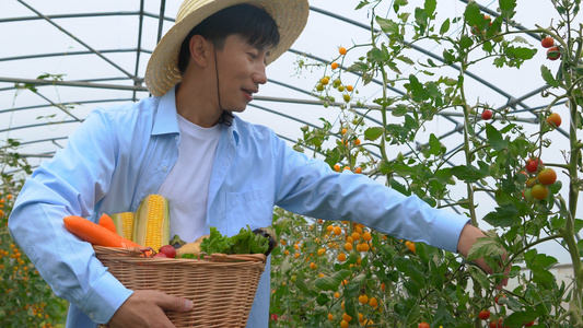 中年男性菜园采摘视频