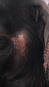 泰国大象亚洲象进食合集视频