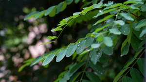 下雨树叶高清雨滴实拍空镜合集30秒视频