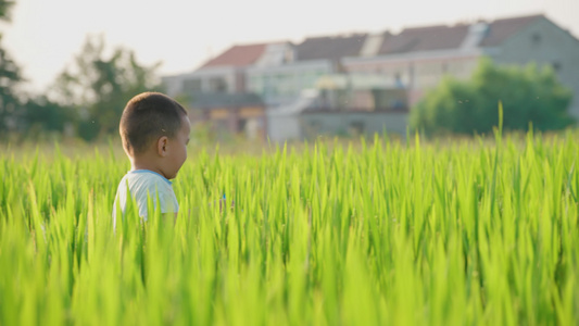 儿童在水稻田-奔跑玩耍视频