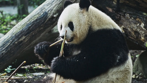 1080升格大熊猫吃竹笋32秒视频