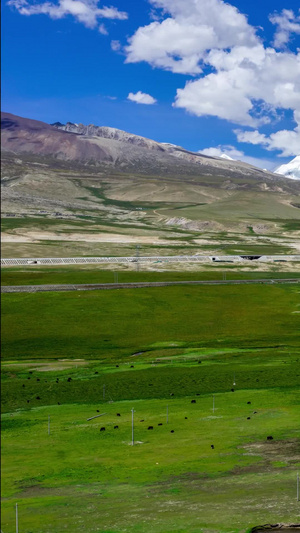 西藏草原牧场延时唐古拉山15秒视频