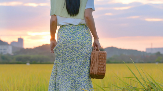 4K夕阳下稻田里的少女视频