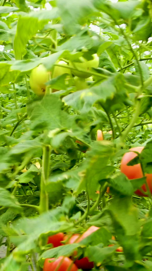 实拍大棚采摘有机蔬菜西红柿18秒视频