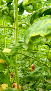 实拍大棚采摘有机蔬菜西红柿视频
