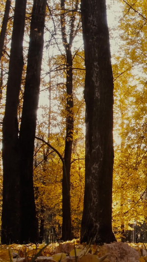 秋天森林公园夕阳逆光泛黄的树叶14秒视频