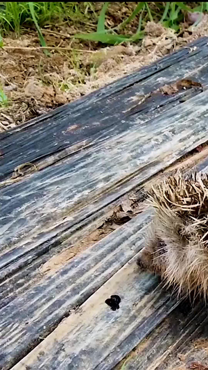 生态野生刺猬小刺猬161秒视频