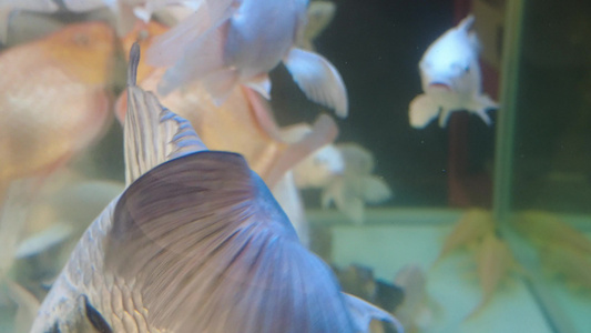 观赏鱼鱼缸里的金鱼实拍 视频