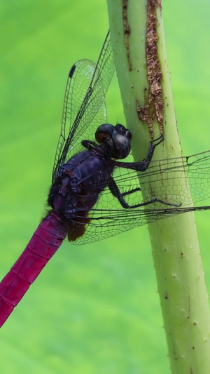 蜻蜓特写实拍视频红蜻蜓30秒视频