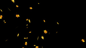 秋叶枫叶飘落带通道30秒视频