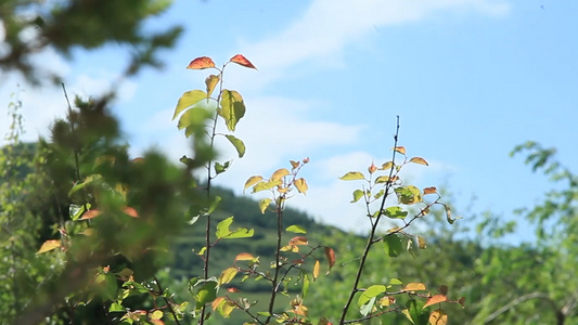 田园自然花鸟视频