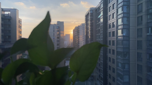 4K实拍自然风景夕阳逆光植物意境视频