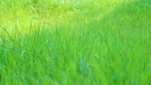 阳光下绿色草地 16秒视频