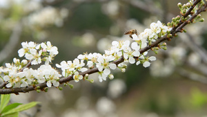 4k蜜蜂在白色桃花中采蜜12秒视频