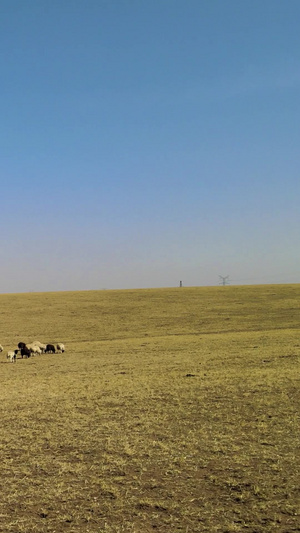 航拍初春的鄂尔多斯大草原 羊群在悠闲的吃草千里草原74秒视频