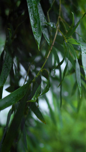 下雨雨天竹叶特写视频视频