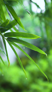 下雨雨天竹叶特写视频视频