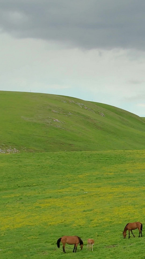 5A景区喀拉峻草原上吃草的马群航拍视频畜牧业41秒视频