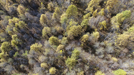 航拍大兴安岭秋季原始森林视频