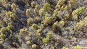 航拍大兴安岭秋季原始森林43秒视频